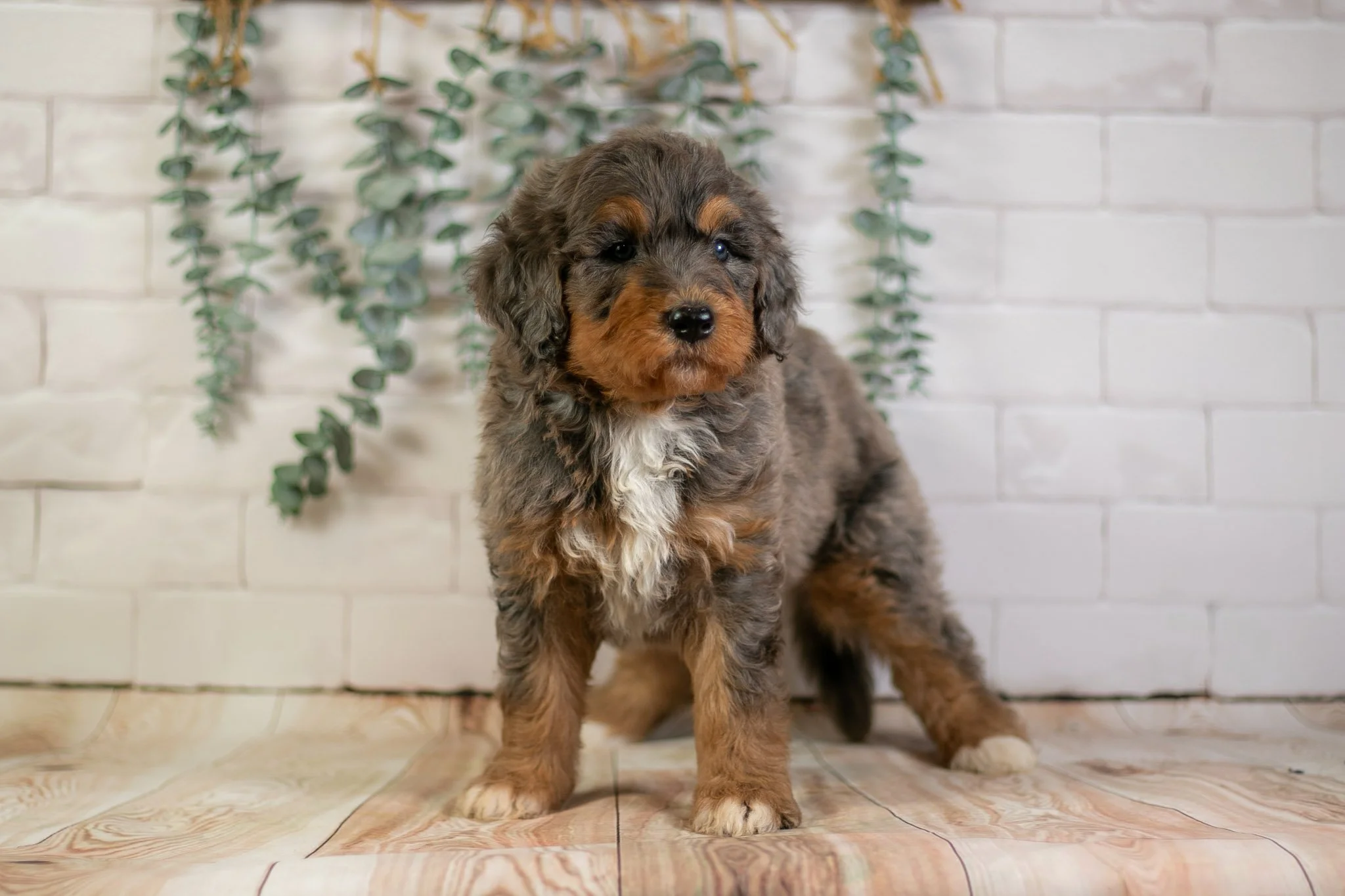 Wednesday - Phantom Blue Merle F1b Bernedoodle Puppy | Illinois